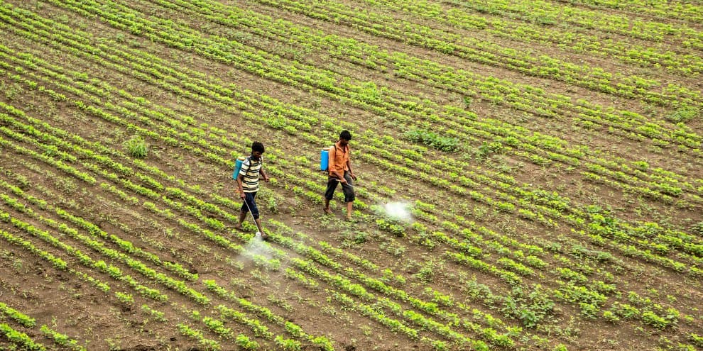 culture coton pesticides inde